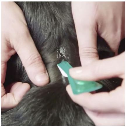 FRONTLINE Plus Flea & Tick Treatment for Medium Dogs (10-20 kg) - 6 Pipettes